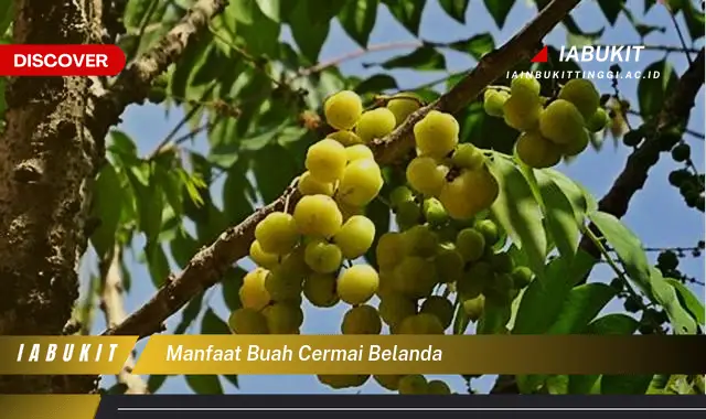 manfaat buah cermai belanda