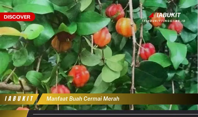 manfaat buah cermai merah