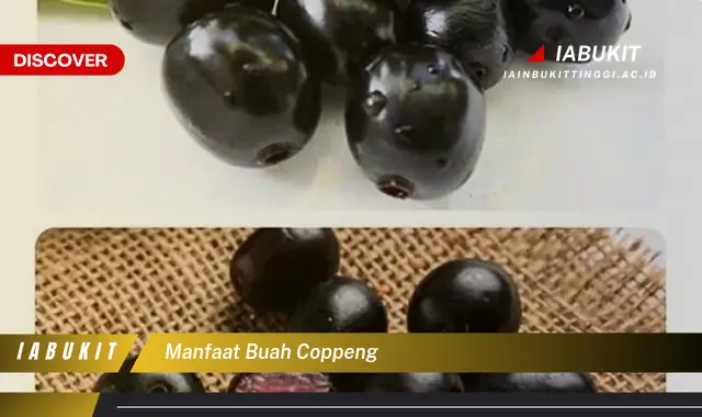 manfaat buah coppeng