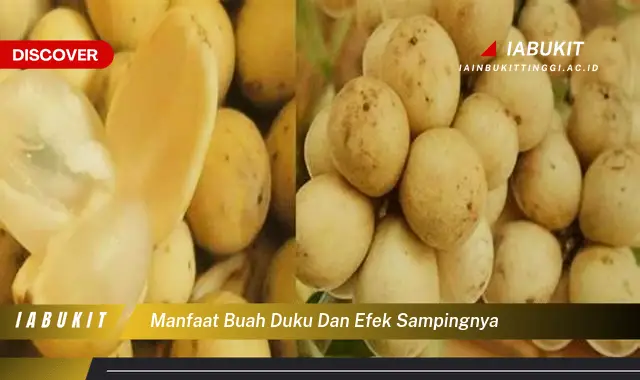 manfaat buah duku dan efek sampingnya