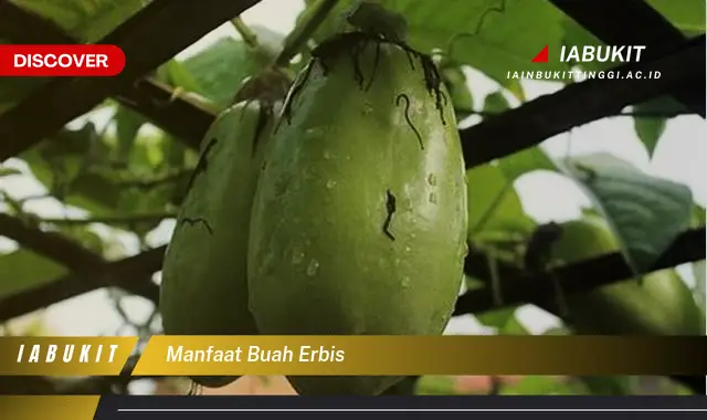 manfaat buah erbis