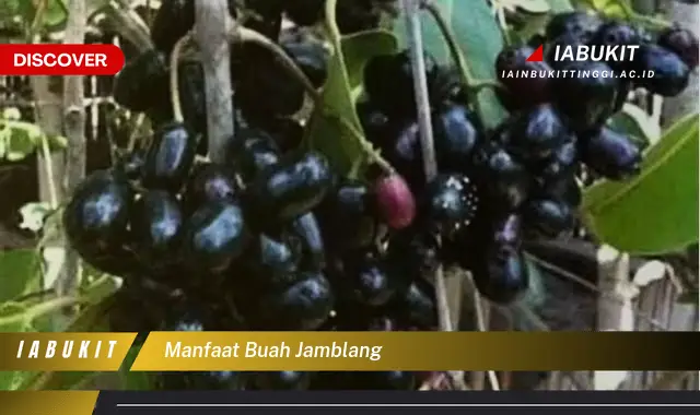 manfaat buah jamblang