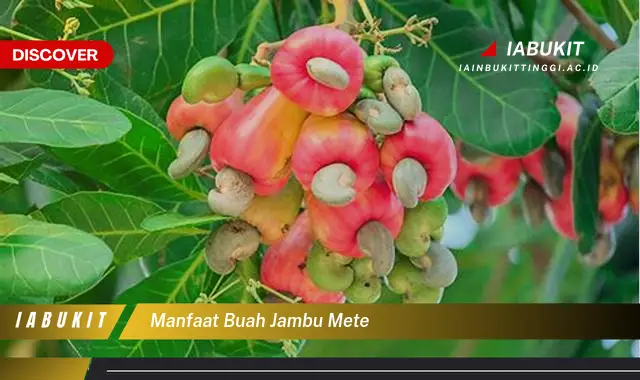 manfaat buah jambu mete