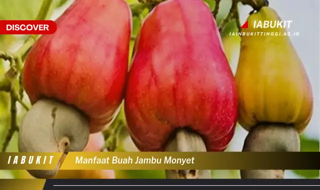 manfaat buah jambu monyet