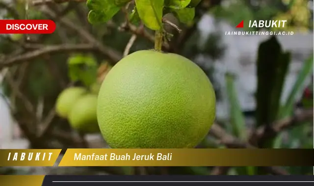 manfaat buah jeruk bali