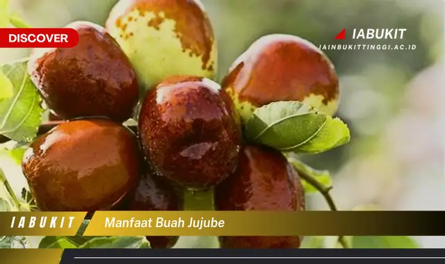 manfaat buah jujube