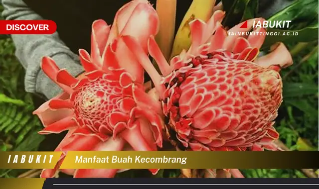 manfaat buah kecombrang