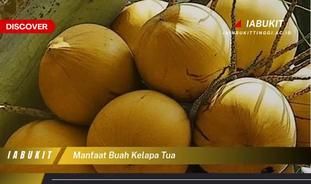 manfaat buah kelapa tua