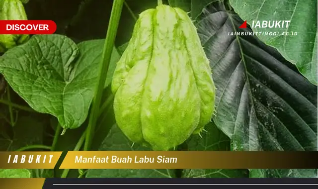 manfaat buah labu siam