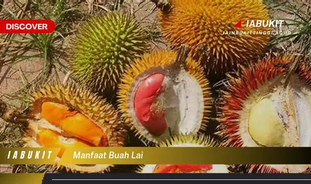 manfaat buah lai