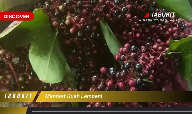 manfaat buah lempeni