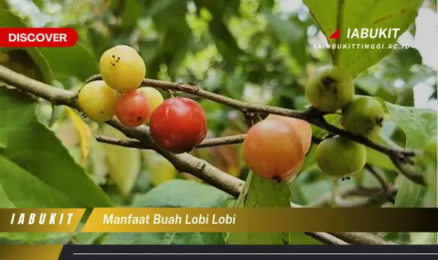 manfaat buah lobi lobi