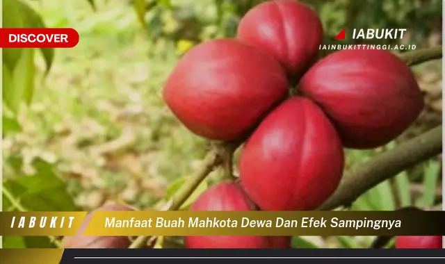 manfaat buah mahkota dewa dan efek sampingnya