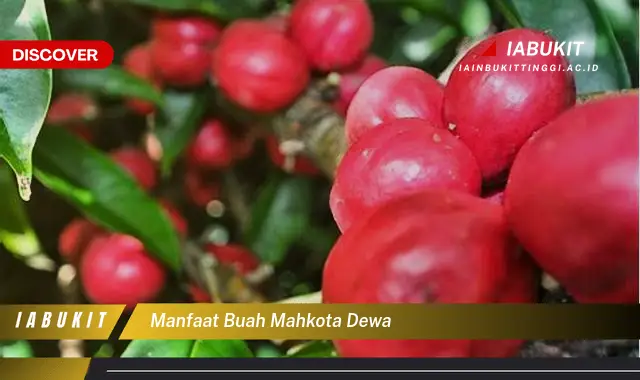 manfaat buah mahkota dewa