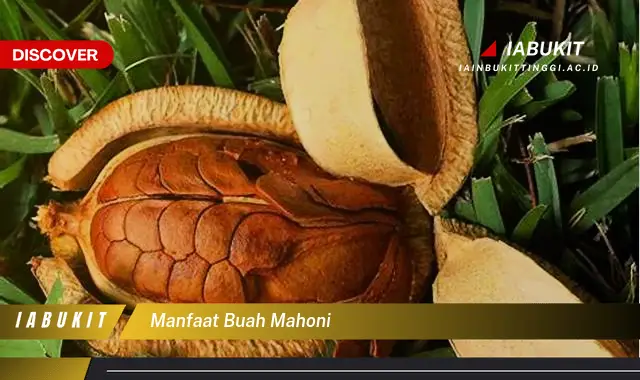 manfaat buah mahoni