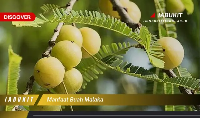 manfaat buah malaka