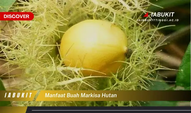 manfaat buah markisa hutan