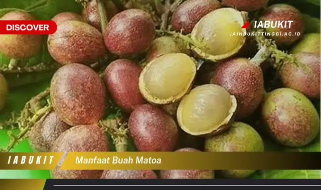 manfaat buah matoa