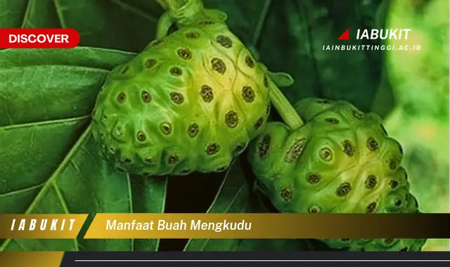 manfaat buah mengkudu