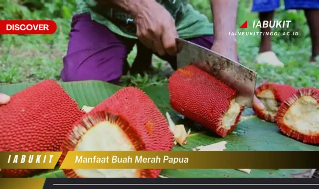 manfaat buah merah papua