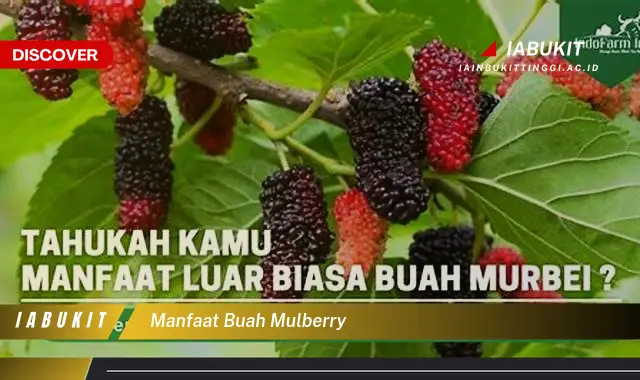 manfaat buah mulberry