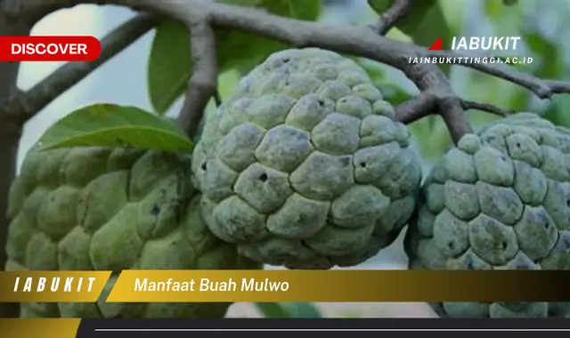 Ternyata Bukan Cuma Daun Sirsak, Ini Dia 7 Manfaat Buah Mulwo yang ...