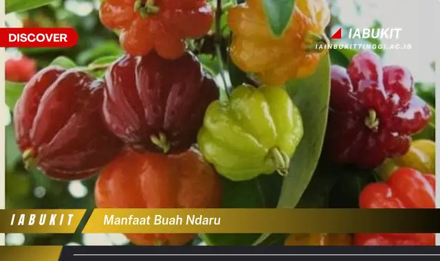 manfaat buah ndaru