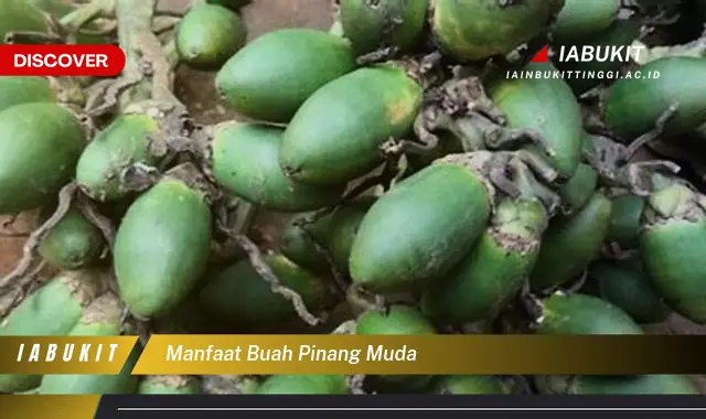 manfaat buah pinang muda