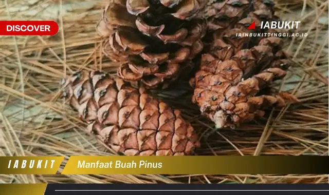 manfaat buah pinus