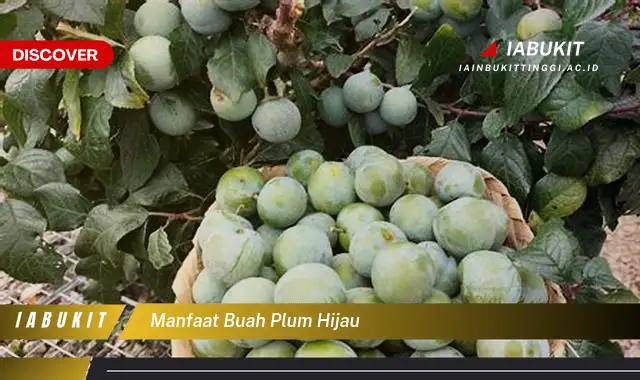 manfaat buah plum hijau