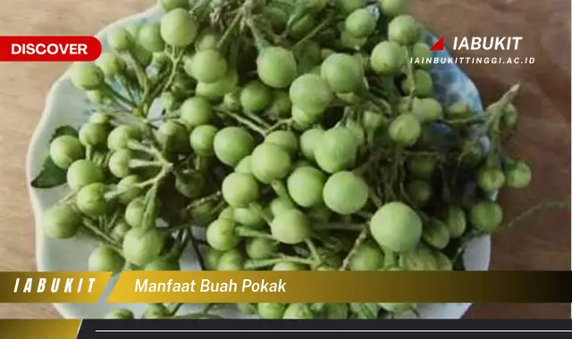 manfaat buah pokak