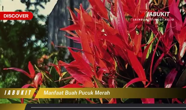 manfaat buah pucuk merah