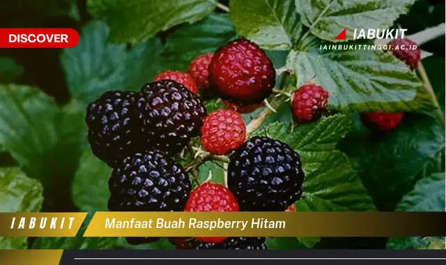 manfaat buah raspberry hitam