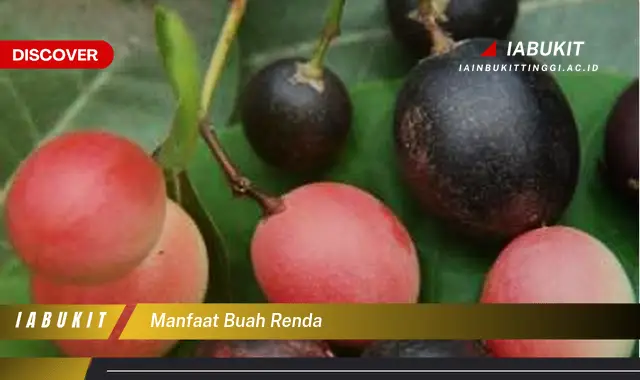 manfaat buah renda