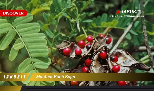 manfaat buah saga