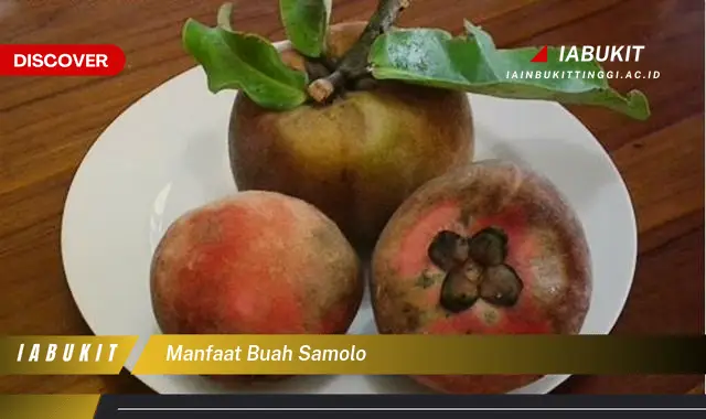 manfaat buah samolo