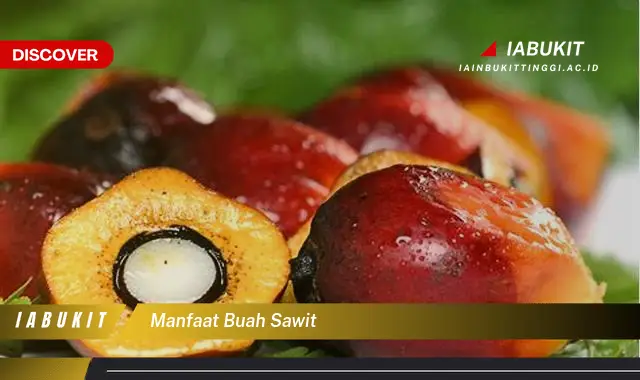 manfaat buah sawit