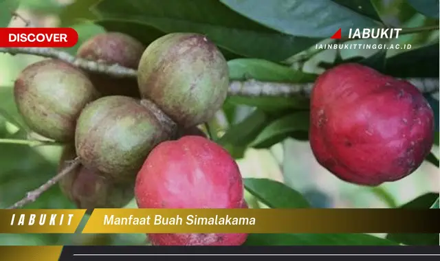 manfaat buah simalakama