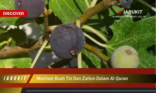 manfaat buah tin dan zaitun dalam al quran