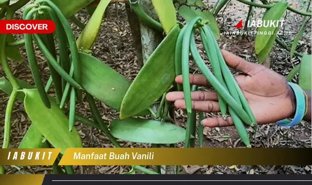 manfaat buah vanili