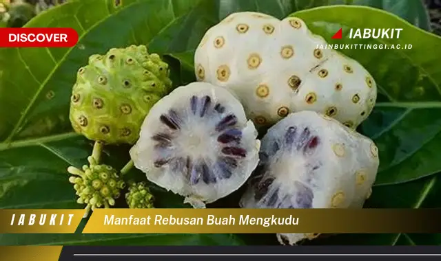 manfaat rebusan buah mengkudu