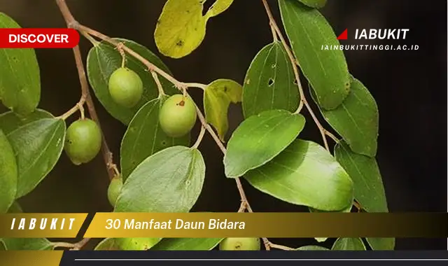 30 manfaat daun bidara