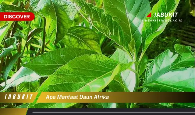 apa manfaat daun afrika