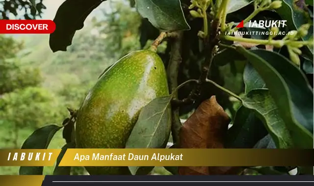 apa manfaat daun alpukat