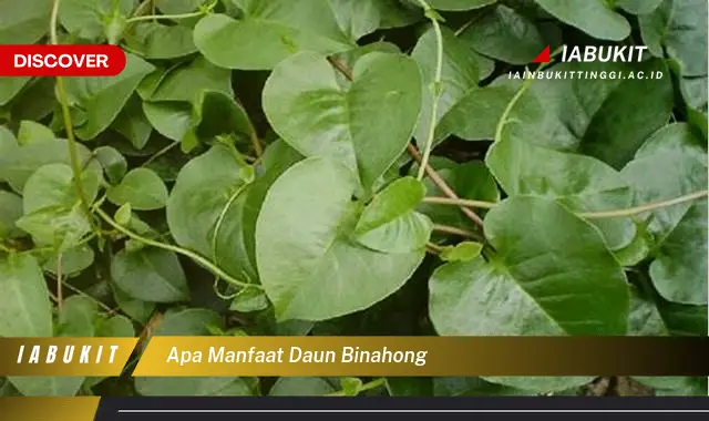 apa manfaat daun binahong