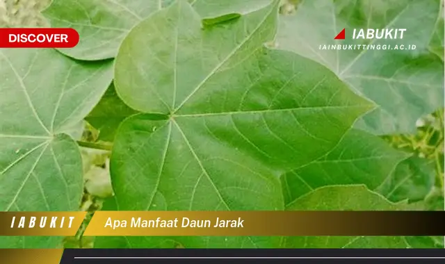 apa manfaat daun jarak