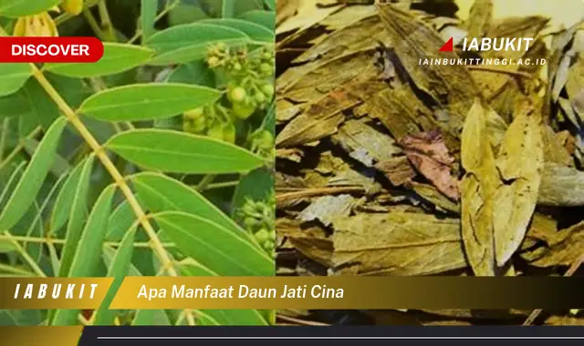 apa manfaat daun jati cina