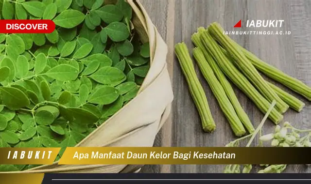 apa manfaat daun kelor bagi kesehatan