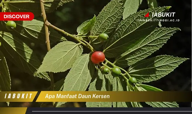 apa manfaat daun kersen