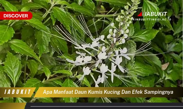 Bukan cuma daun sendok, Ketahui 7 Manfaat daun kumis kucing yang Wajib Diketahui